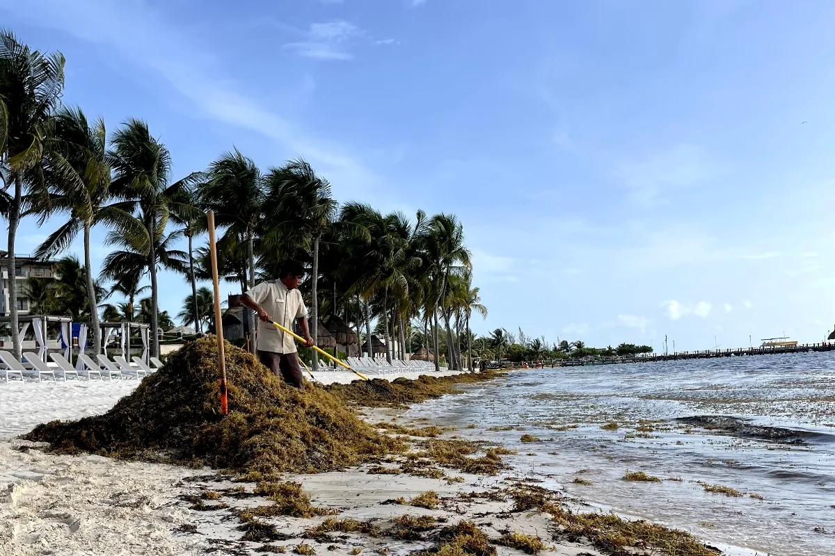 garza blanca cancun sargassum free beach experience