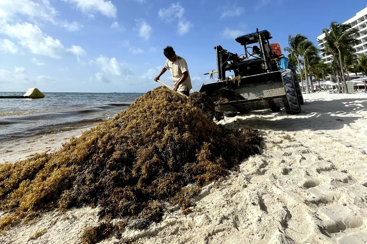 garza blanca cancun free sargassum
